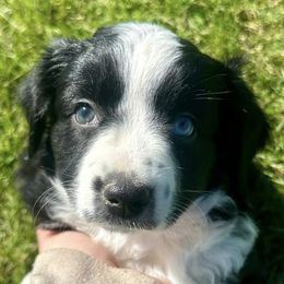 Miniature Australian Shepherds from Full River Australian Shepherds