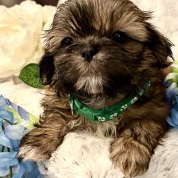 Shih Tzu Puppies from Amy’s Awesome Shih Tzus