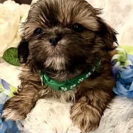 Shih Tzu Puppies from Amy’s Awesome Shih Tzus