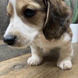 Boy 3 - male Dachshund puppy in Redding, California from CountrySide Wieners
