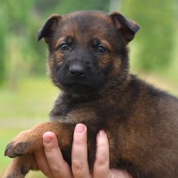 Purple Collar Girl - Sable female German Shepherd puppy in Oxford, Arkansas from Atlas Shepherds