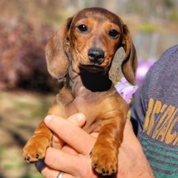 Happy Hannah - Red female Dachshund puppy in Mountain Grove, Missouri from Blueprint K9 Dachshunds- www.BlueprintK9.com