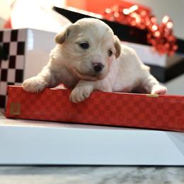 Coconut Cream 'Coco' - White female Morkie puppy in Tucson, Arizona from Sun-Kissed Morkies