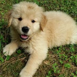Golden Retrievers from Suthern Gold Golden Retrievers