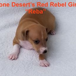 Stone Desert's Red Rebel Girl - Red female Italian Greyhound puppy in Irving, Texas from Stone Desert Italian Greyhounds
