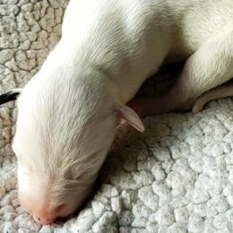 Paris - White and red brindle Whippet puppy in Delaware, Ohio from Unionblue Whippets