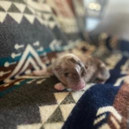 Wallet - Red merle male Miniature Australian Shepherd puppy in Bethany, Illinois from Rachel at Marrowbone Creek Aussies