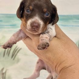 Apollo - Piebald male Dachshund puppy in Lakeland, Florida from Elite Doxies Florida