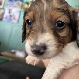 Tony - Piebald male Dachshund puppy in Jacksonville, North Carolina from Lizzie’s Doxies