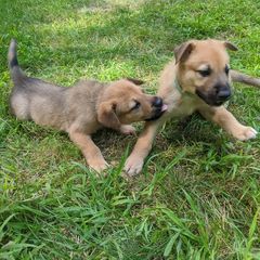 Chinook Puppies from Ferncroft Chinooks