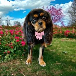 Luci - Cavalier King Charles Spaniel