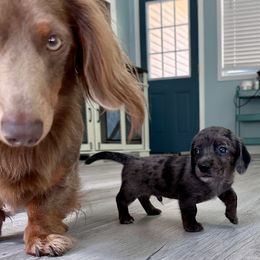 Tiny tim - Dapple male Dachshund puppy in Cleveland, Georgia from Memaw’s Minis Babies Doxies