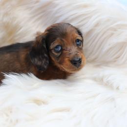 Dachshund Puppies from EntityDachs