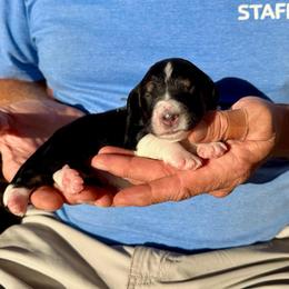 Apollo - Tri-color male Bernedoodle puppy in Ferguson, North Carolina from Elevated Standards NC