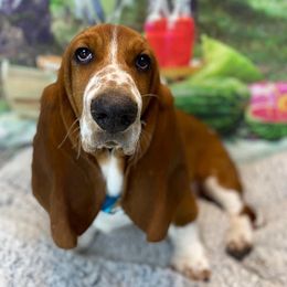 Basset Hounds from Heather's Happy Hounds