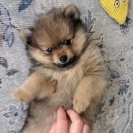 Doralee - Cream sable female Pomeranian puppy in Saint Charles, Missouri from Bisous Pomeranians & Heartland Sh