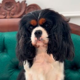 Rita - Cavalier King Charles Spaniel