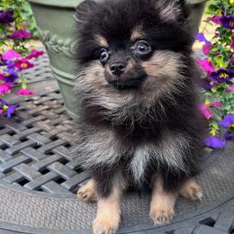 Pomeranian puppies from Petticoat Poms
