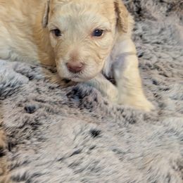 Girl 2 - Schnoodle puppy in Holmesville, Ohio from Pawsome Puppies