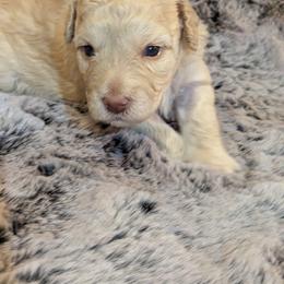Girl 2 - Schnoodle puppy in Holmesville, Ohio from Pawsome Puppies