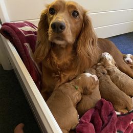 English Cocker Spaniel Puppies from McCoy's English Spaniels