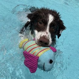 Australian Shepherd puppies from Relic
