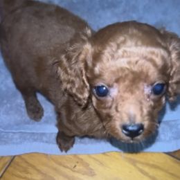Theo - Red  male Poodle puppy in Long Island, New York from Minipaws kennel