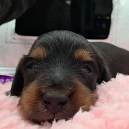 Alisa - Black and tan female Dachshund puppy in Dade City, Florida from Kingpindoxies