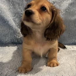 Major - Cream male Dachshund puppy in Statesville, North Carolina from Lakeside Dachshunds