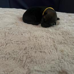 Yellow - Sable female German Shepherd puppy in Andalusia, Alabama from Keisha's German Shepherds