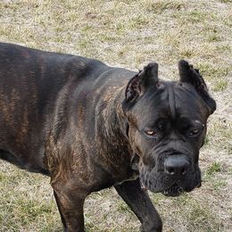 Cane Corso from Starlight Cane Corso
