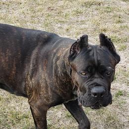 Cane Corso from Starlight Cane Corso