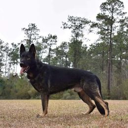 Ares - German Shepherd