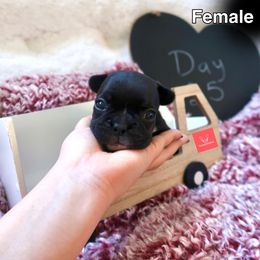 French Bulldog Puppies from FrenchieBnB