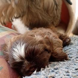 Macho Man 3 - Chocolate male Shih Tzu puppy in Grand Prairie, Texas from R&R Shih-Tzus & Stud Services