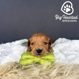 Gator - Red  male Goldendoodle puppy in Utah County, Utah from Big Hearted Breeders