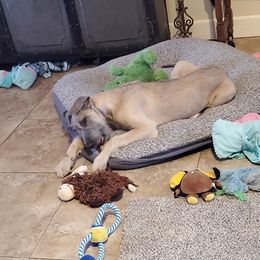 Irish Wolfhound Puppies from Hidden Hollow Wolfhounds