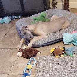 Irish Wolfhound Puppies from Hidden Hollow Wolfhounds