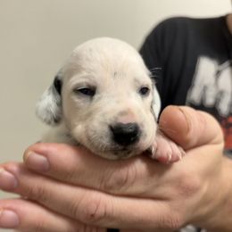 Glinda - White and black female Dalmatian puppy in Chehalis, Washington from Dalmatian Vacation