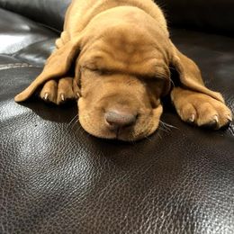 Vizsla Puppies from SkoglundFarm Vizslas