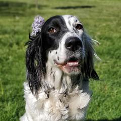 Ember - English Setter