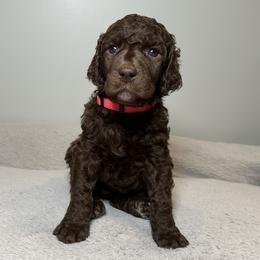 Bunny (Magenta Collar) - Brown female Poodle puppy in Monroeville, Pennsylvania from K & A Standard Poodles