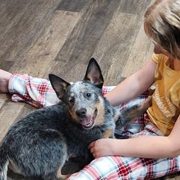 Australian Cattle Dog Puppies from TLC Cattle dogs