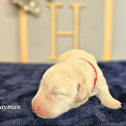 Baymax - Yellow male Labrador Retriever puppy in Macomb, Missouri from Hicks Family Homestead