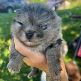 Shimmer - Blue merle female Pomeranian puppy in Medina, Ohio from Forever Pomeranians
