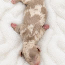 Royalty - Dapple female Dachshund puppy in Fultonville, New York from Sandy Aussies & Pomeranians