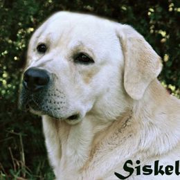 Labrador Retriever puppies from Holly and Handsome