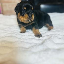 Lime Green Girl - Black and mahogany female Rottweiler puppy in Humble, Texas from Inexorable Haus Early Rotts