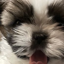 Shih Tzus from Maridee’s ShihTzu