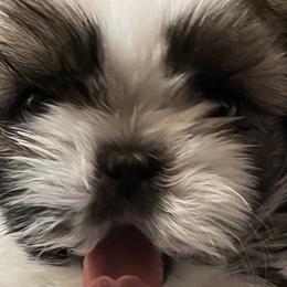 Shih Tzus from Maridee’s ShihTzu